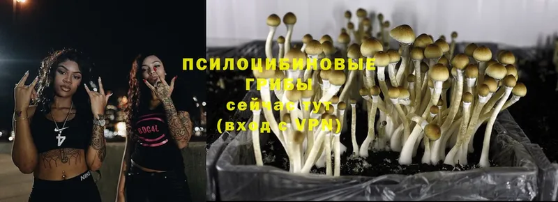 Псилоцибиновые грибы Cubensis  Нижняя Тура 